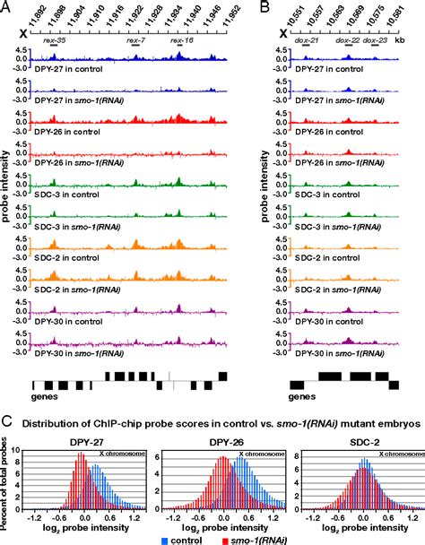 Figure 2 From SUMOylation Is Essential For Sex Specific Assembly And