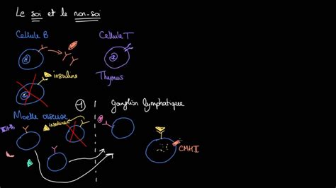 Immunité Le soi et le non soi YouTube