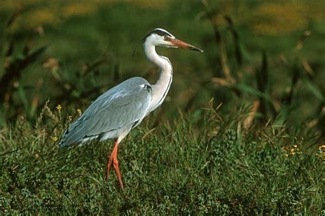 Photo Gallery South African Birds