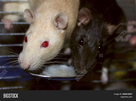 Cropped Shot Two Rats Image & Photo (Free Trial) | Bigstock