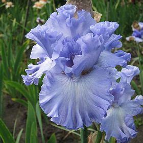 Купить ирисы в Киеве, Днепре, Чернигове, Харькове, Львове, Одессе ...