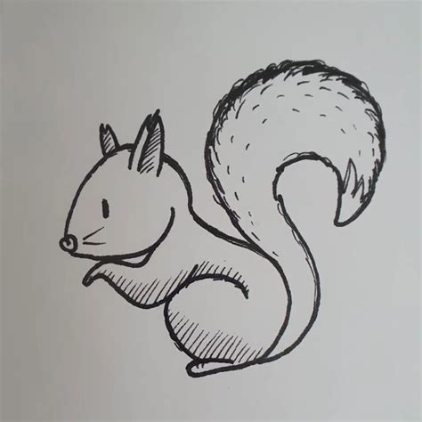 My First Squirrel Skizze Is Not Perfect Becomes Skizzen Squirrel Art