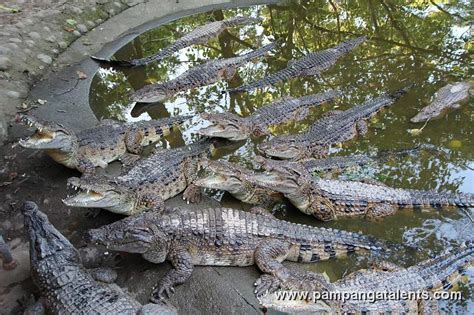 Philippine Crocodile Crocodylus Mindorensis Mindoro Crocodile Or