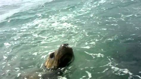 Sea Lion Antics Seal Island Western Australia Sea Kayaking Sea