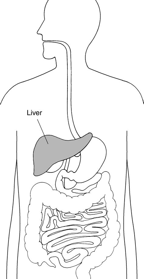 Digestive System With Liver Labeled Media Asset Niddk