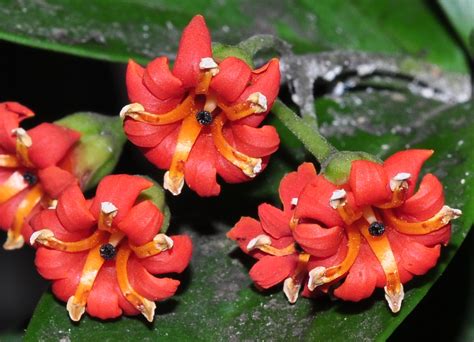 Jacquinia Aurantiaca Primulaceae Image At Phytoimages Siu Edu