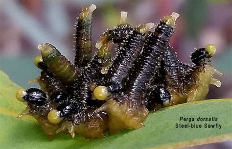 Spitfires / Sawfly Larvae