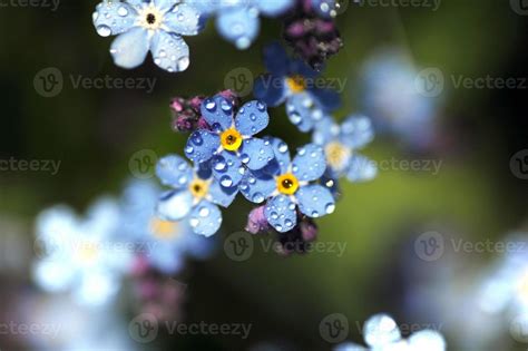 Blue spring flowers 15251472 Stock Photo at Vecteezy