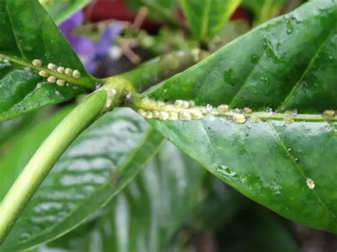 How To Get Rid Of Bugs On Hibiscus Plants Amaze Vege Garden