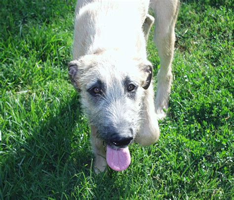 Gentle Giants Rescue and Adoptions
