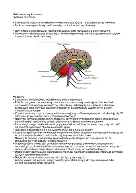 Układ nerwowy Notatki z wykładów Układ nerwowy Anatomia systema