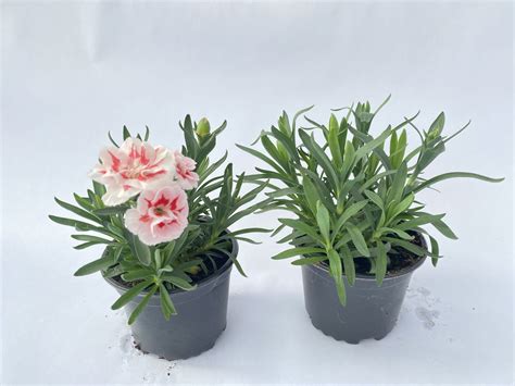 Go Dzik Ogrodowy Wieloletni Dianthus Caryophyllus Red Star Bia O