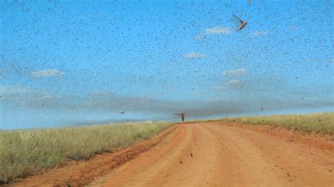 Locust Plague Of 1874 Anniversary Geneabloggers