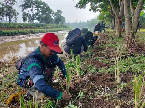 Efektif Cegah Longsor Satgas Citarum Harum Tanam Vetiver