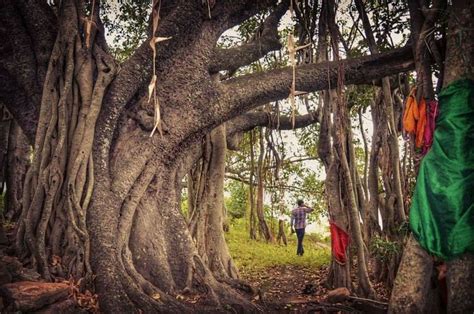 Kerala, banyan tree.. | Banyan tree, Village photography, Kerala