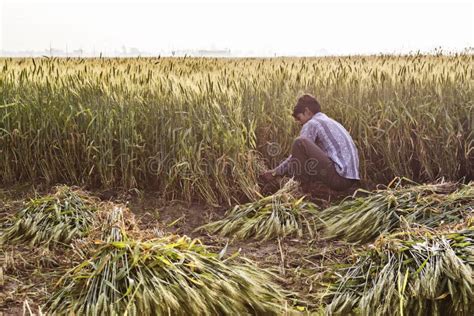 Wheat harvesting editorial stock photo. Image of crop - 89426708