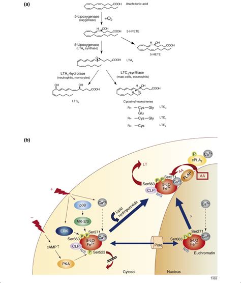 5 Lipoxygenase Regulation Of Expression And Enzyme Activity Trends In