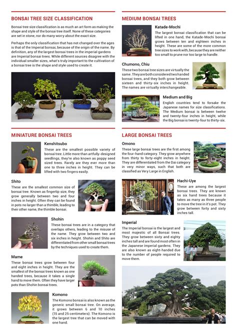 Bonsai Tree Size Classification Bonsai Society Of Victoria