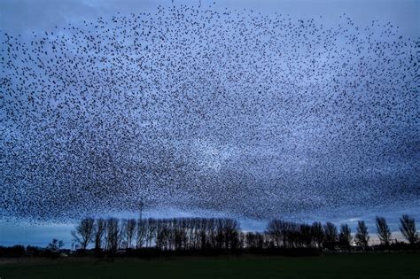 Video Spreeuwenshow Bij Grou Gaat Viraal Op Internet Grousters Nl