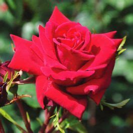 Rosa Trepadeira Mazurika Em Vaso Compre Barato Em Plantazon Pt