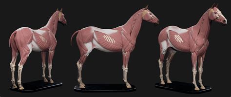 ArtStation - Horse Anatomy Kit | Resources