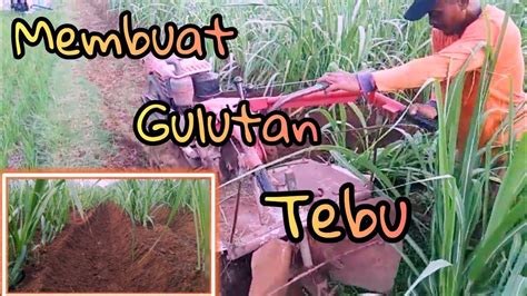 Membuat Gulutan Lahan Tebu Dangir Tebu Menggunakan Traktor Quick