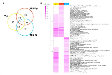 Pathways Of Top Prioritized Proteins A The Venn Diagram Showing The