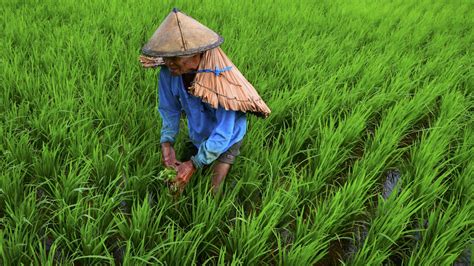 Farmers In The Philippines 2024 Ciel Melina