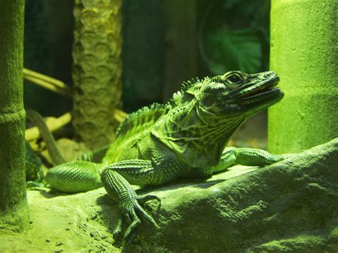 Lizard Free Photo Download | FreeImages