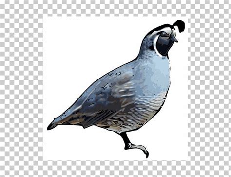 California Quail Drawing PNG, Clipart, Beak, Bird, California Quail ...