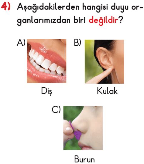 Online Test Çöz 3 Sınıf Fen Bilimleri Duyu Organlarımız Testi Çöz