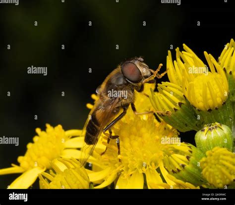 Harmless Insects Hi Res Stock Photography And Images Alamy