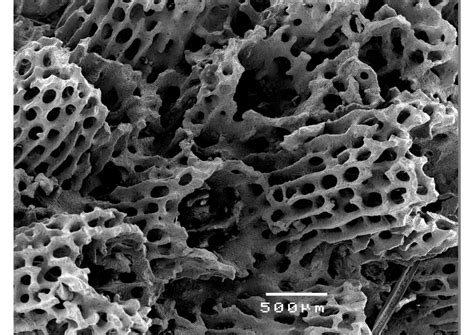 Coral Skeleton [image] Eurekalert Science News Releases