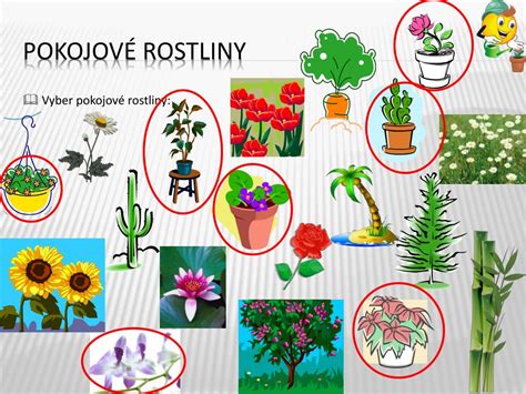 PPT POKOJOVÉ ROSTLINY PowerPoint Presentation free download ID 5214684