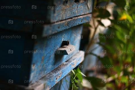 Улей - Stock Image - Everypixel