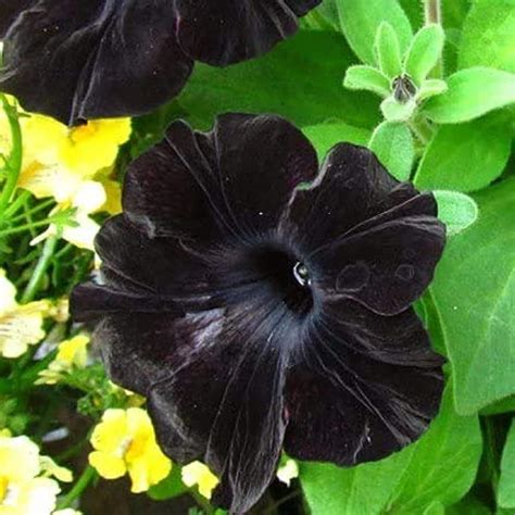 CHUXAY GARDEN Rare Black Mandevilla Sanderi Flower Seed 100 Semillas