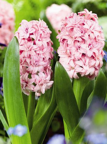 Hiacynty Hyacinthus Cebulki Sklep Cebule Pl Niskie Ceny