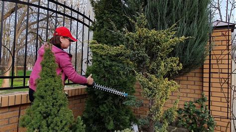 #КусторезGardenaEasyCut420_45 Стрижка туи весной. Кусторез Gardena ...