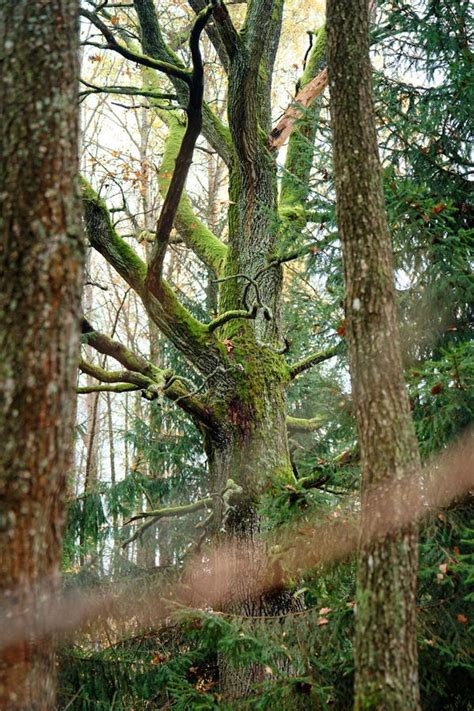 Old Big Oak Tree In The Forest With Moss And Lichen On It Stock Photo