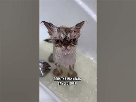 Какие поступки хозяина кошки считают странными и нелогичными #кот #коты ...