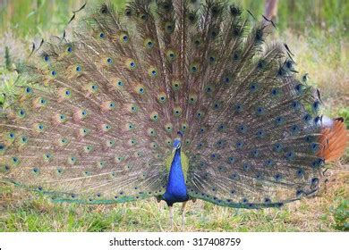 Indian Peacock Stock Photo (Edit Now) 317408759