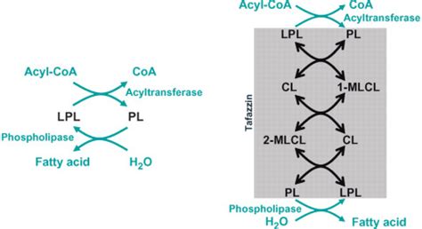 Thematic Review Series Glycerolipids Cardiolipin Synthesis For The