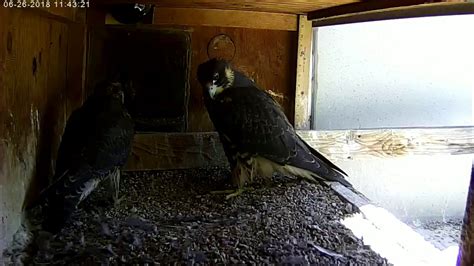 Manchester Nh Peregrine Falcon Brother And Sister 20180626 Youtube