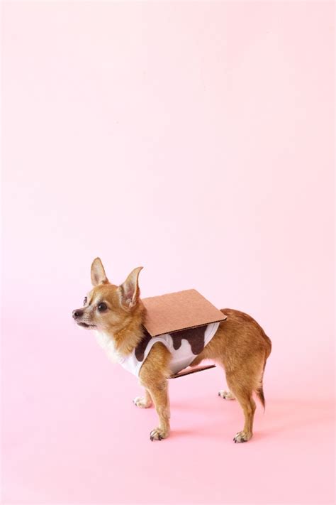 DIY S'mores Dog Costume - Studio DIY