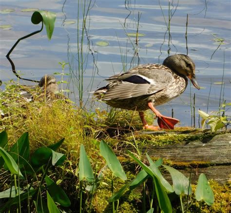 Newzjunky - WATERTOWN, NY -- Watertown city firefighters... | Facebook