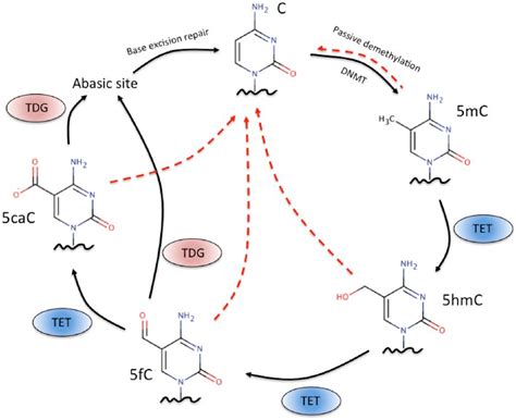 The Dna Demethylation Cycle Cytosine Methylation Is Catalyzed By Dna