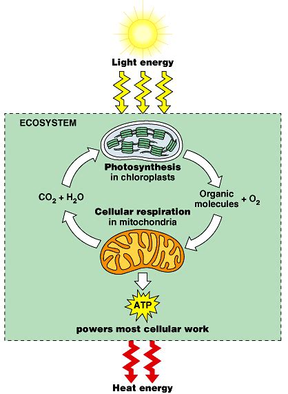 Where Does Glycolysis Occur In Plants