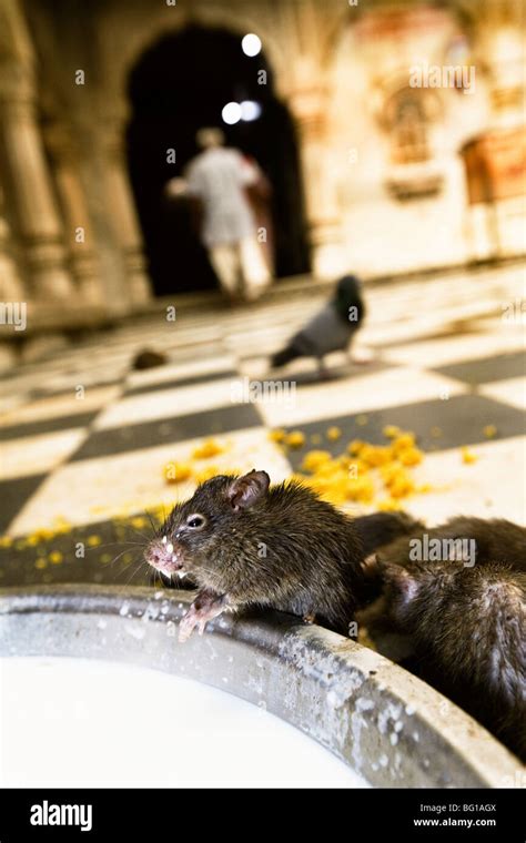 Holy Rats Are Served Milk At Karni Mata Temple Rat Temple In Deshnok