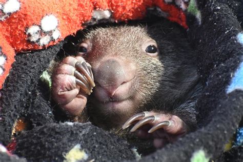 Baby Rescue Wombat Tasmania By Wildplaces On Deviantart