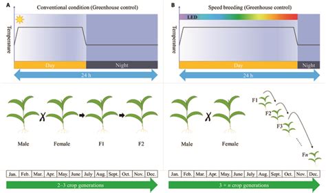 Crop Plant Modeling Supports Plant Breeding I Optimization Of